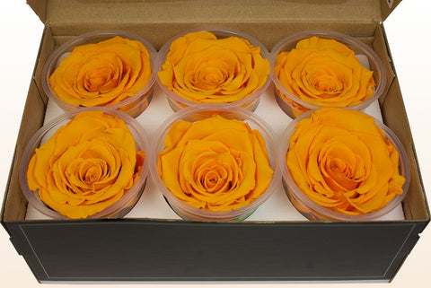 Maat XL, 6 rozen