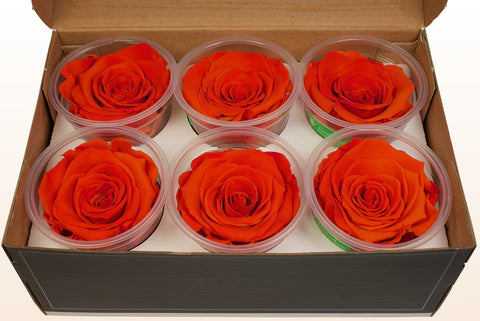 Maat XL, 6 rozen