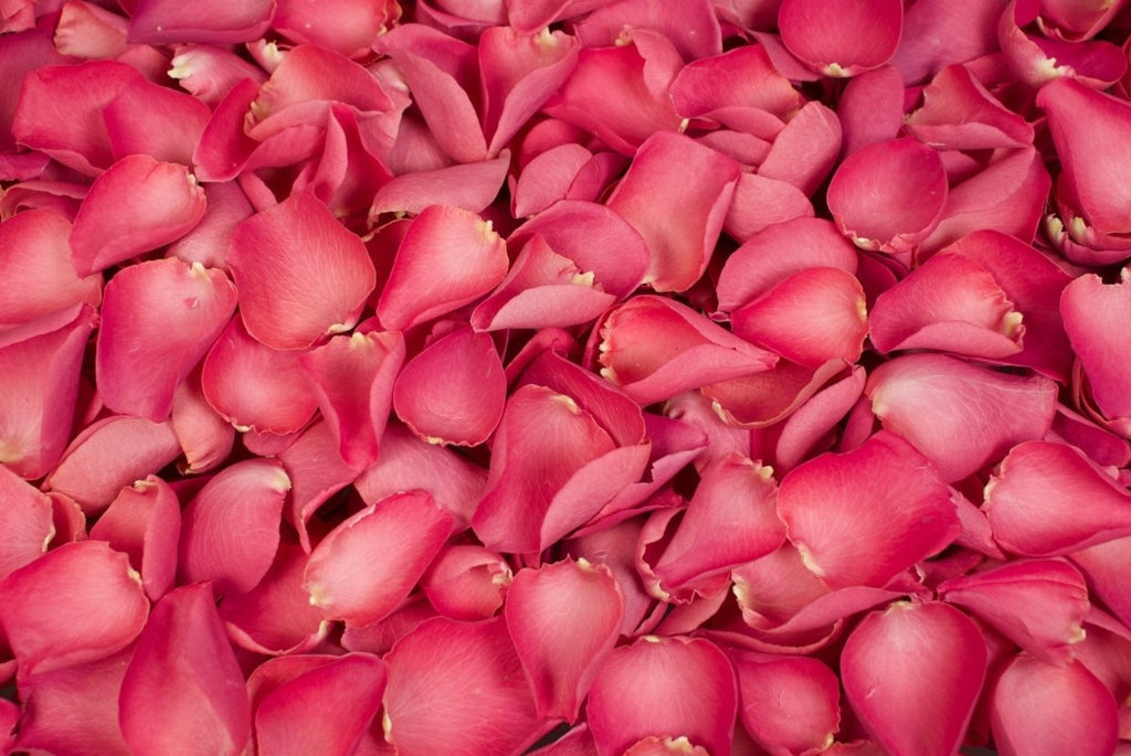 Reccisokz Natuurlijke gedroogde rozenblaadjes, 200 g, echte bloemen, gedroogde rode rozenblaadjes, voetbad, spa, bruiloft, confetti, huisgeur, doe-het-zelf handwerk, accessoires Reccisokz Natuurlijke gedroogde rozenblaadjes, 200 g, echte bloemen, gedroogde rode rozenblaadjes, voetbad, spa, bruiloft, confetti, huisgeur, doe-het-zelf handwerk, accessoires