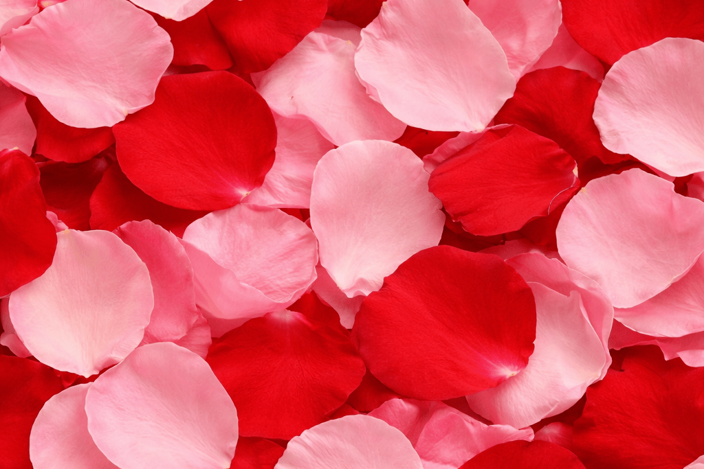 Preserved rose petals, red/pink – 8 litre box