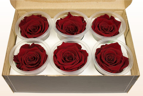 Maat L, 6 rozen