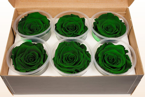Maat XL, 6 rozen