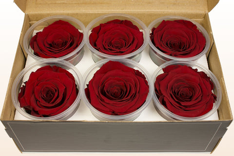 Maat XL, 6 rozen