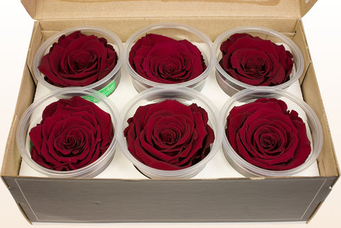 Maat XL, 6 rozen