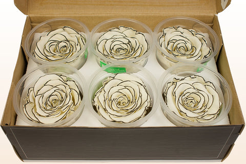 Maat XL, 6 rozen