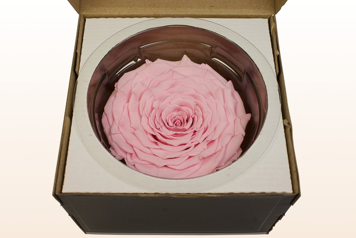 Geconserveerde rozen - Lichtroze – Sweet Colours