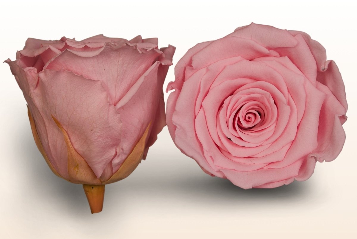 Infinity Roses Echte Geconserveerde Rozenkoppen Wit 6cm Infinity Roses Echte Geconserveerde Rozenkoppen Wit 6cm