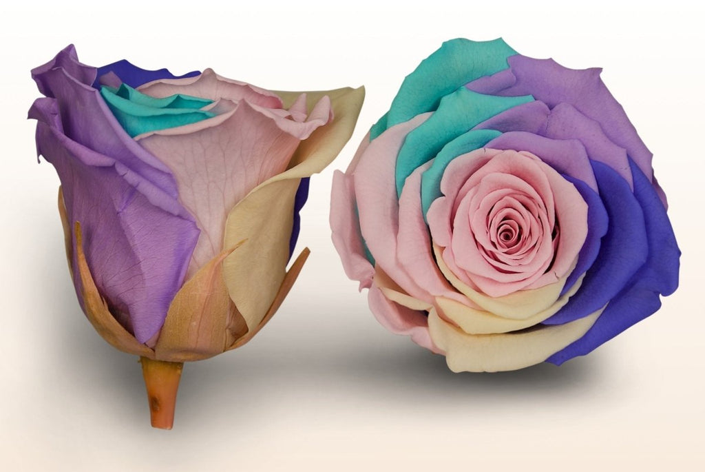 Nuptio Geconserveerde Echte Rozen, 12 Stuks Handgemaakte, Duurzame Rozen Infinity Roses Perfect Cadeau voor Valentijnsdag Moederdag Verjaardag Kerst Bruiloft (Middelgrote Geschenkdoos Nuptio Geconserveerde Echte Rozen, 12 Stuks Handgemaakte, Duurzame Rozen Infinity Roses Perfect Cadeau voor Valentijnsdag Moederdag Verjaardag Kerst Bruiloft (Middelgrote Geschenkdoos
