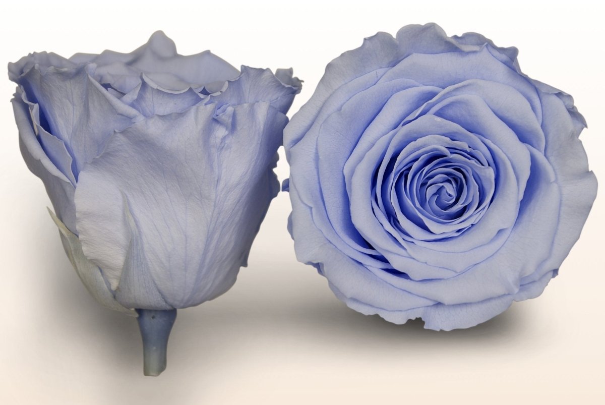 Geconserveerde rozen - Lichtroze – Sweet Colours